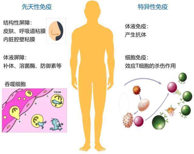 人体免疫系统