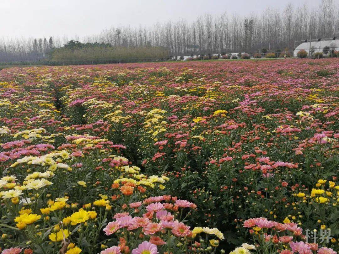 【科普教育基地】许昌华育花卉有限公司——花舞小镇