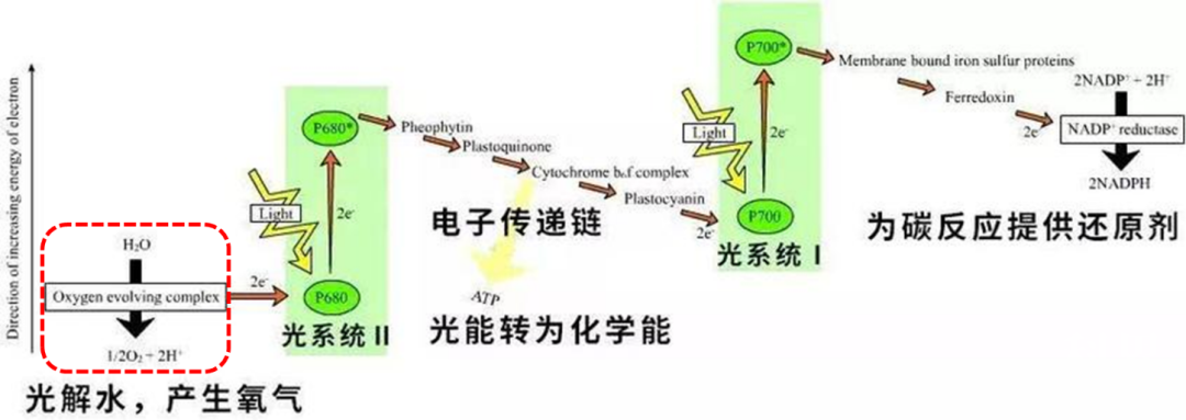 光合作用光反应过程.