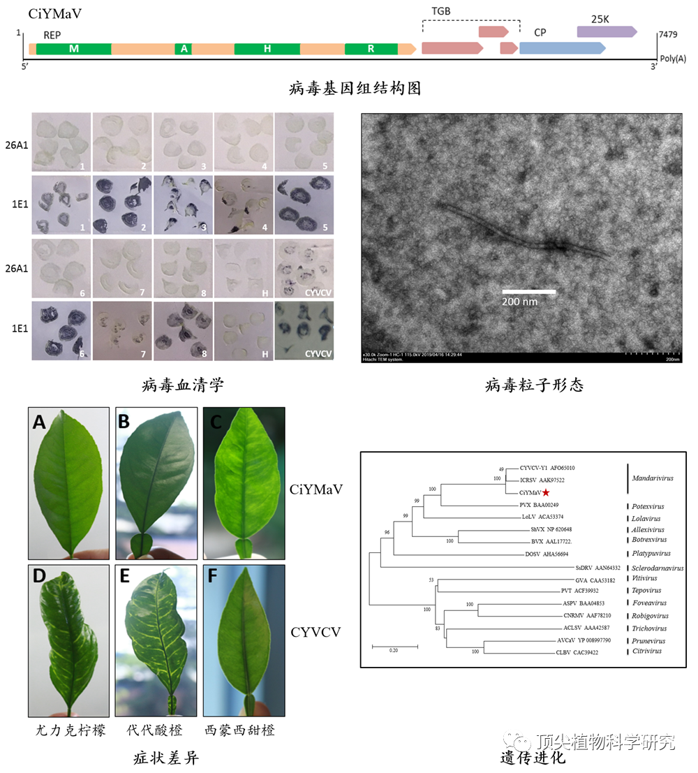 柑橘黄化斑驳相关病毒(ciymav)基因组结构,遗传进化,血清学,病毒