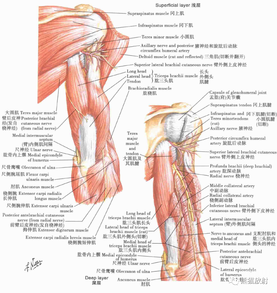 【解剖】上肢(锁骨,肩关节,肩袖,上臂肌群,臂丛)