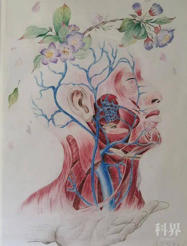 让医学生的画笔带你领略解剖之美(二) 作品主要采用素描的方式对肺部