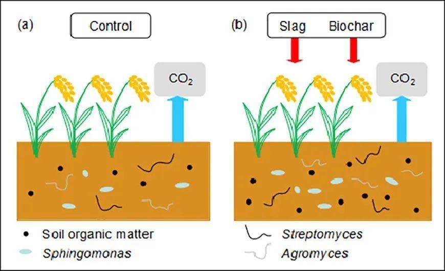 铁炉渣和生物炭施加两年后土壤理化性质和细菌群落结构变化及减排效应