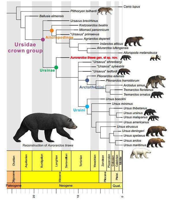 最早熊亚科化石成员揭示熊类突破体型-食性限制的重要原因
