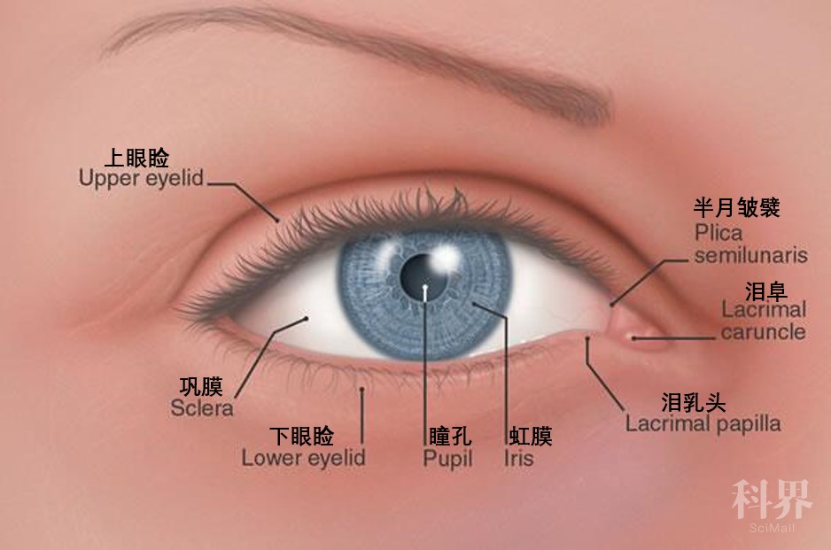 人的瞬膜退化成了眼内角的半月皱襞