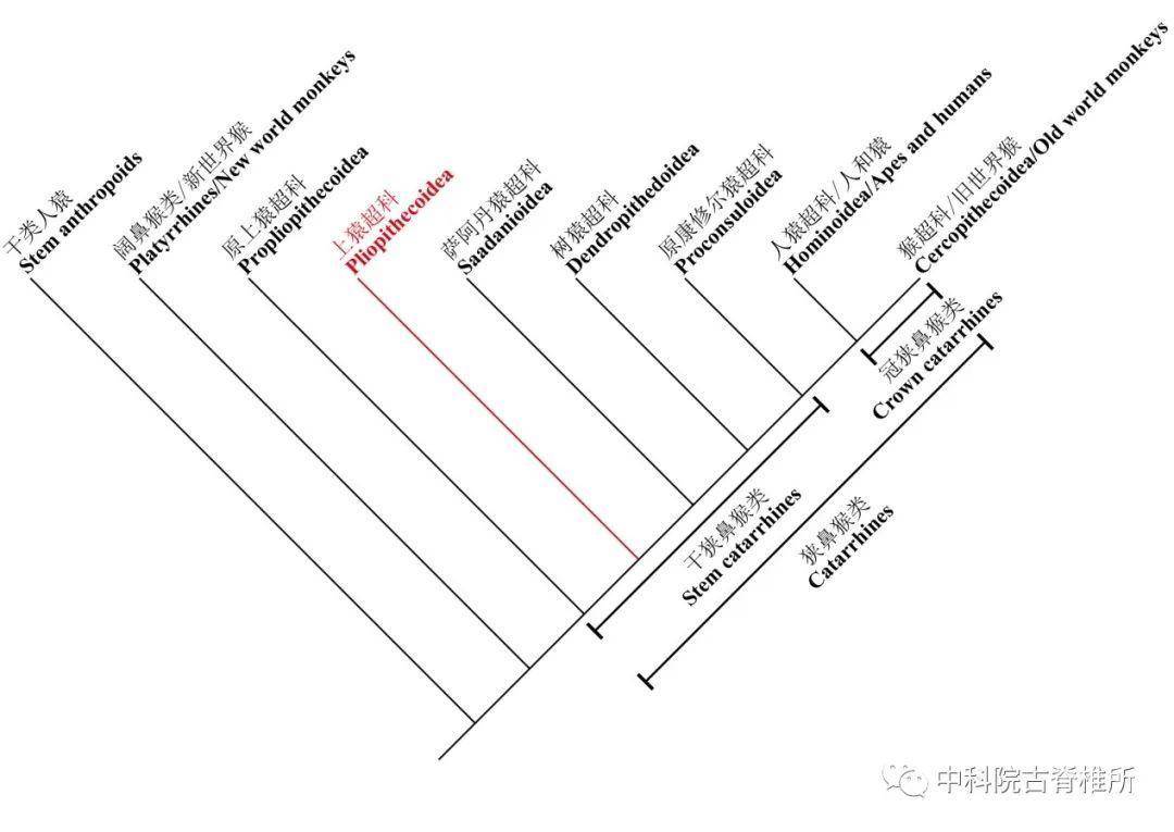 灵长目类人猿下目中部分主要类群系统发育关系示意图(红色分支为