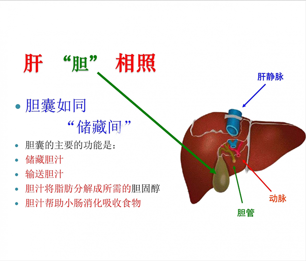 肝胆相照,一个蕴含生命密码的汉语成语!