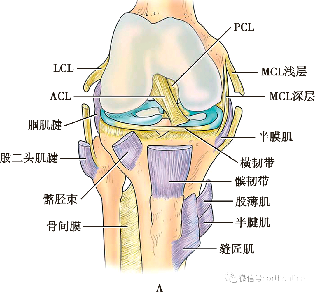 收藏| 最全膝关节解剖汇总