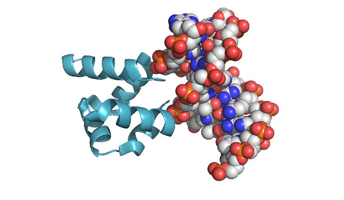 实验中重构的蛋白质(hhh)2与现代dna分子的结合丨[2]