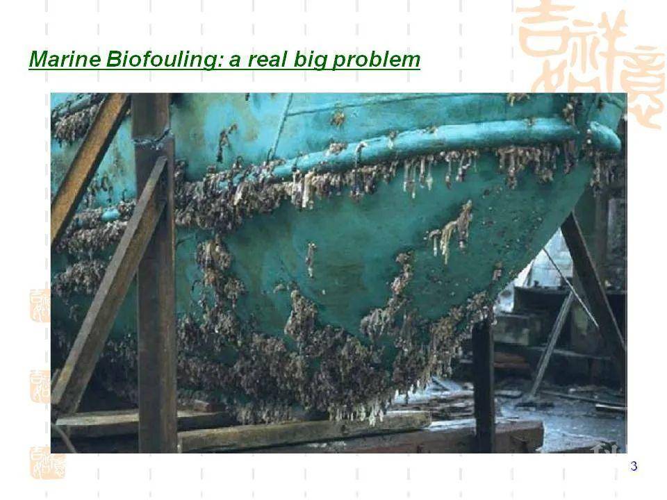 83页ppt关于海洋生物污损与材料腐蚀