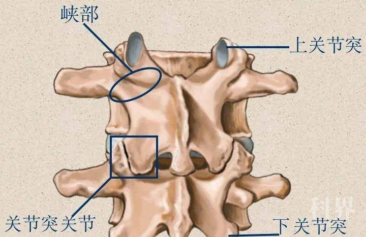 脊椎结构(关节突,脊椎峡部)