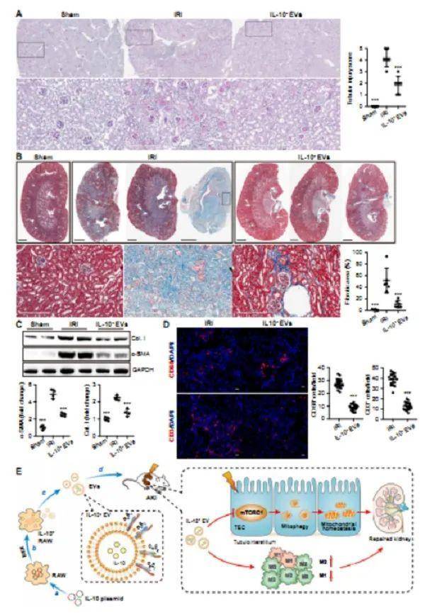 (β-sma)的蛋白质印迹分析(n = 4)(d)肾脏切片中cd68 巨噬细胞和cd3