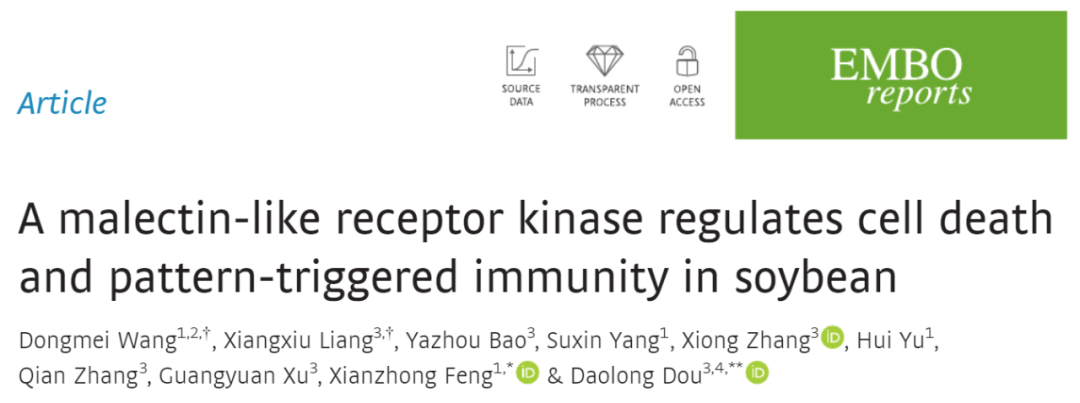 冯献忠/窦道龙合作揭示大豆受体激酶gmlmm1调节抗病免疫激活的分子