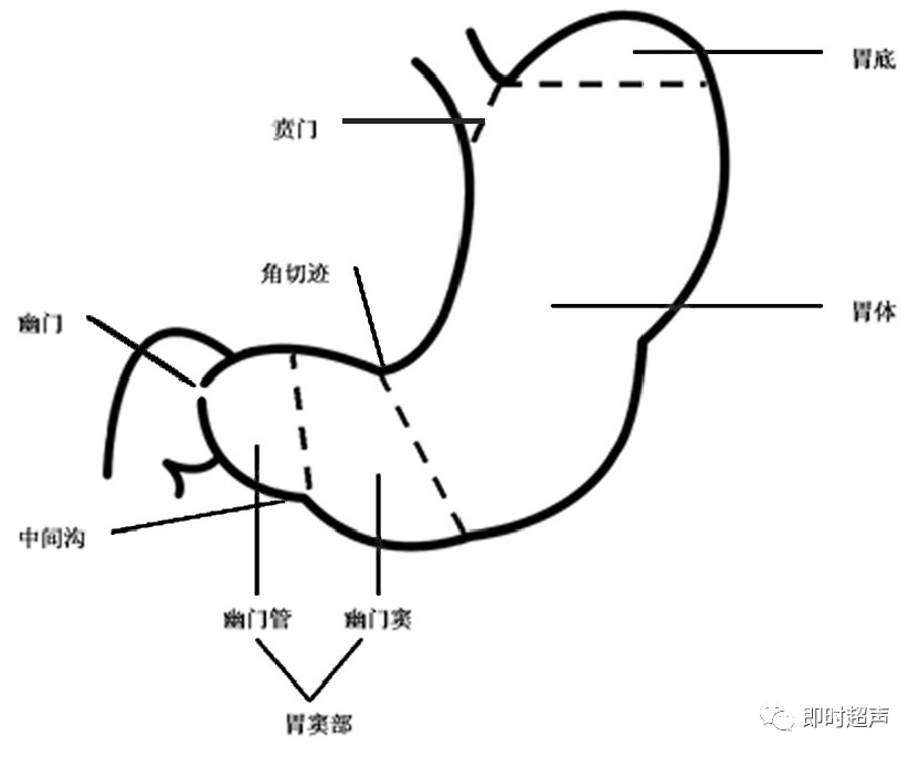 十二指肠的解剖示意图