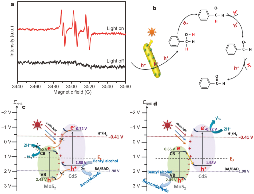 cds@mos2异质结催化剂可见光光催化产氢和选择性氧化苯甲醇的耦合反应