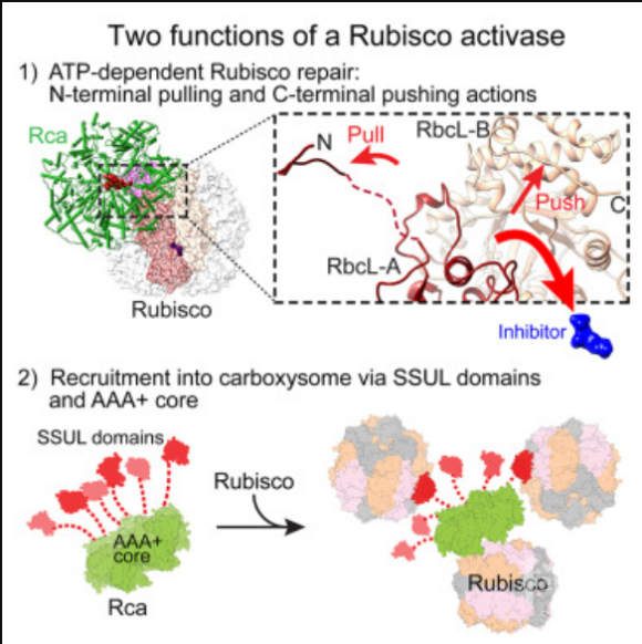 cell 重磅:光合作用关键酶rubisco的修复机制取得重大进展