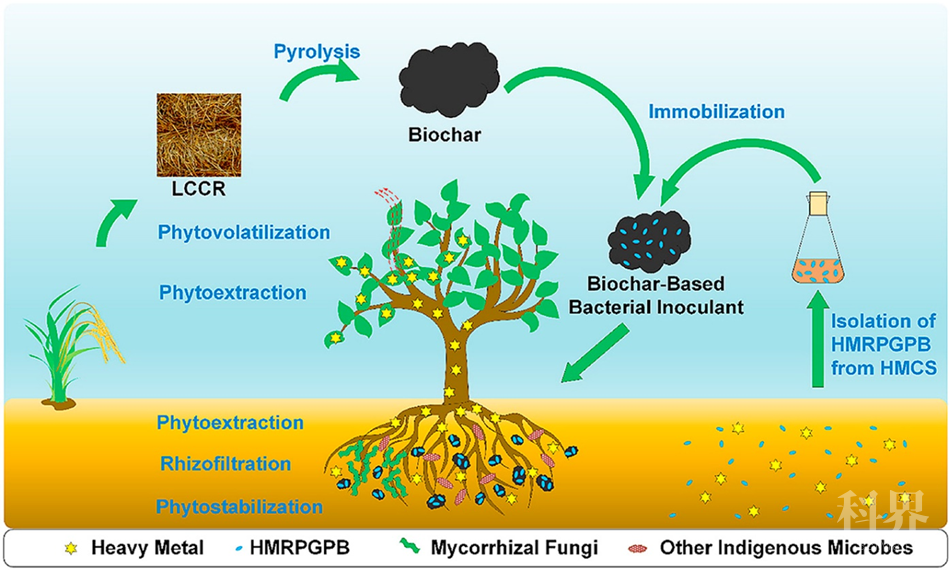 江南大学余晓斌课题组:探索生物炭,细菌和植物对重金属污染的协同作用