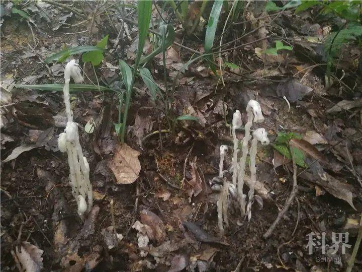 贵州铜仁发现珍稀植物水晶兰,小说中称之为"死亡之花",其实它是