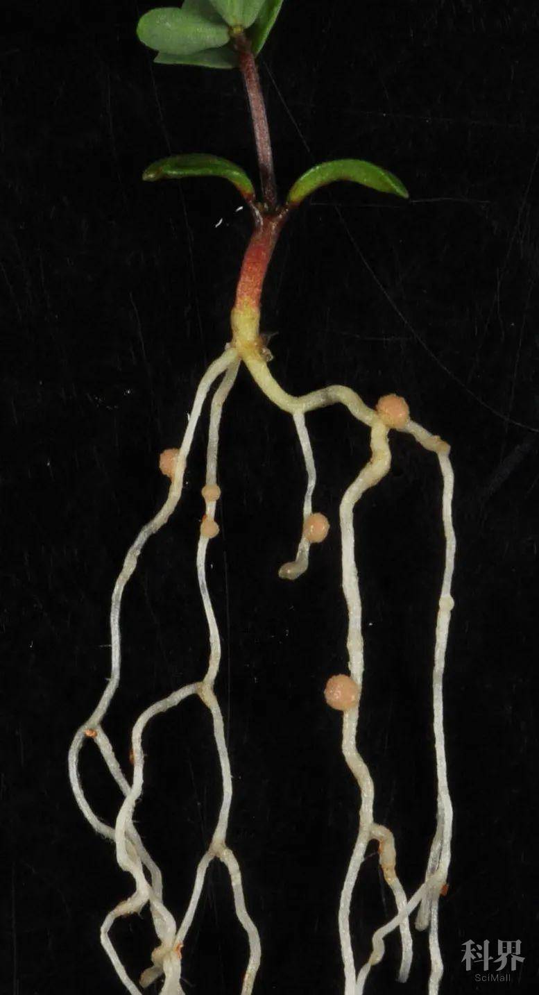 科技资讯 谢芳研究组揭示侵染线极性生长的分子机理在豆科植物与根瘤