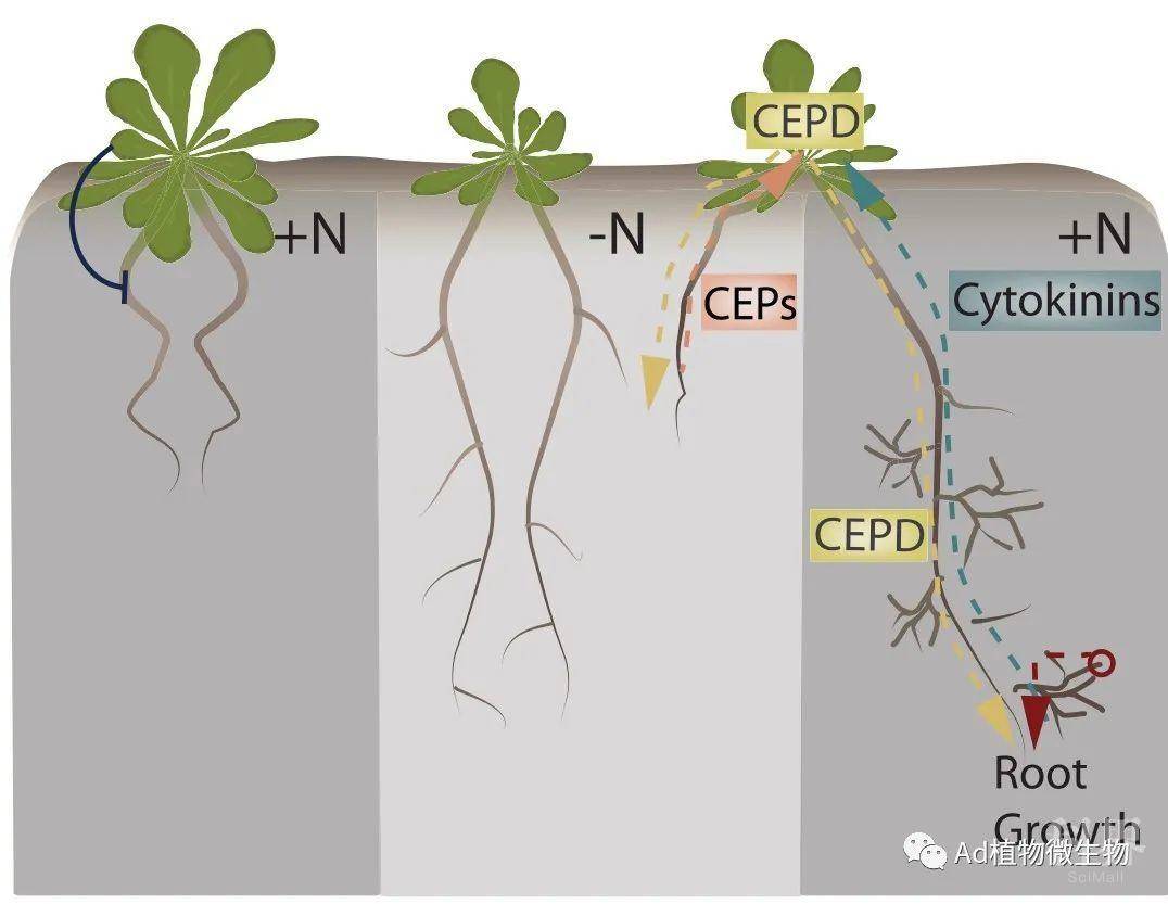 剑桥大学giles oldroyd课题组阐述植物通过共生微生物促进养分吸收!
