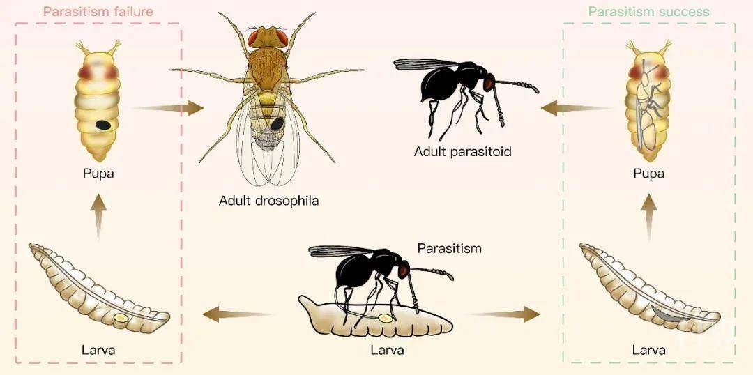 【综述】果蝇与其寄生蜂之间的细胞和体液免疫互作