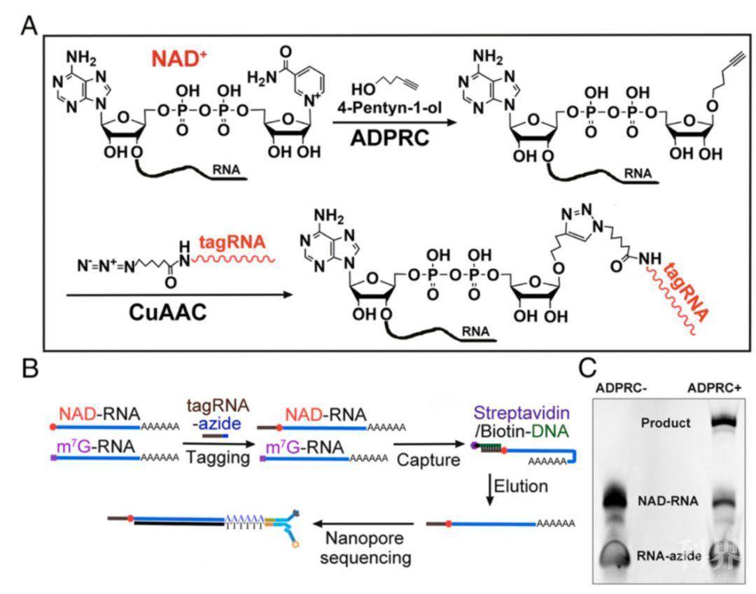 陈雪梅课题组等揭示植物中新rna帽子结构及其功能