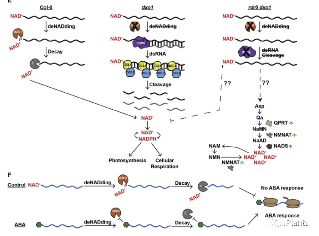 陈雪梅课题组等揭示植物中新rna帽子结构及其功能