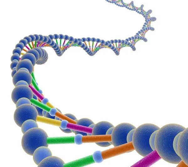 dna 分子结构中,两条多脱氧核苷酸链围绕一个共同的中心轴盘绕,构成双