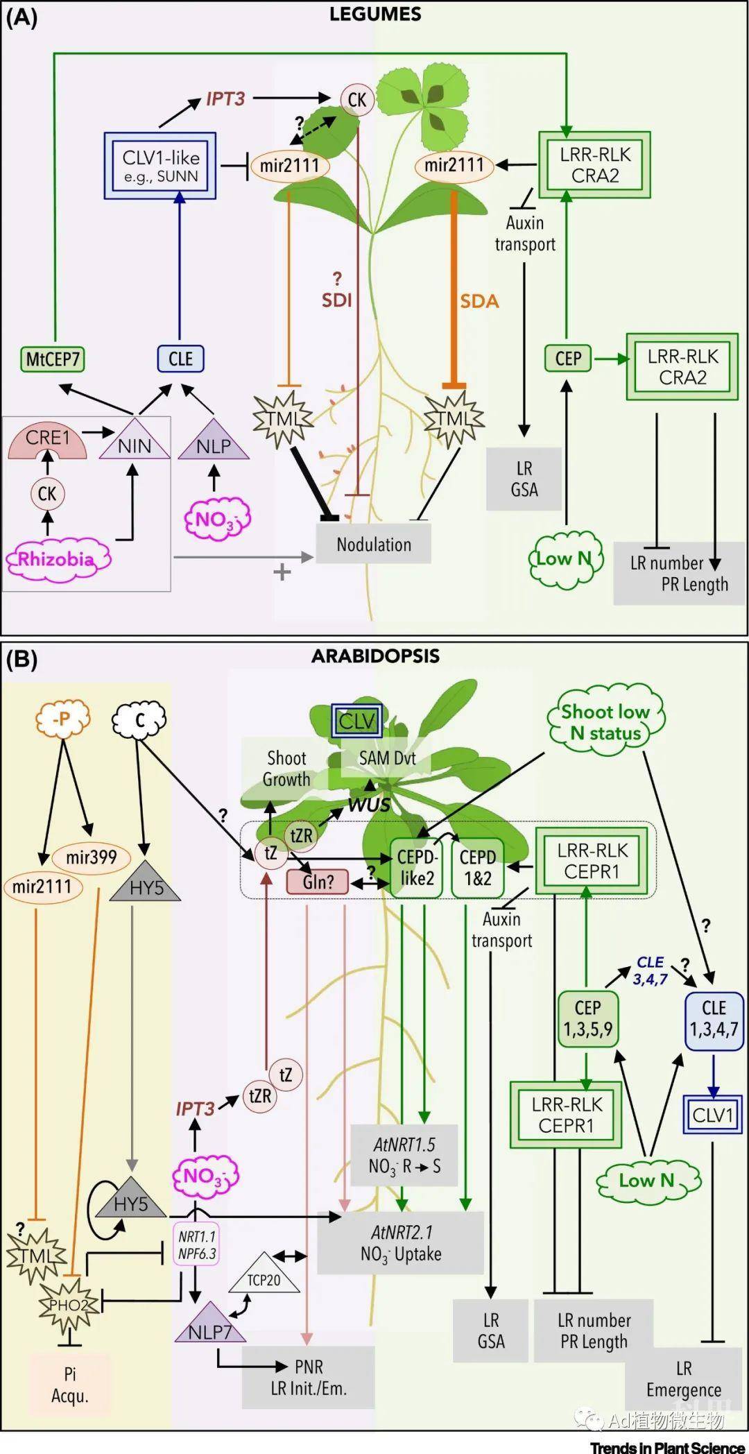 豆类和拟南芥(arabidopsis thaliana)中系统性信号通路对固氮和氮吸收