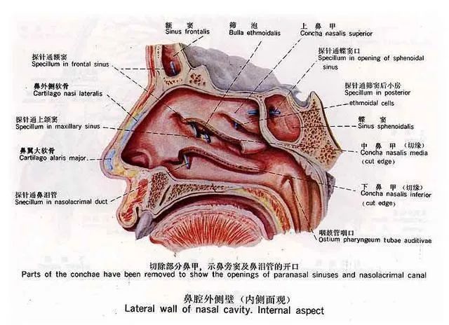 为什么总有一侧鼻孔是堵着的?别怕!这是正常的!