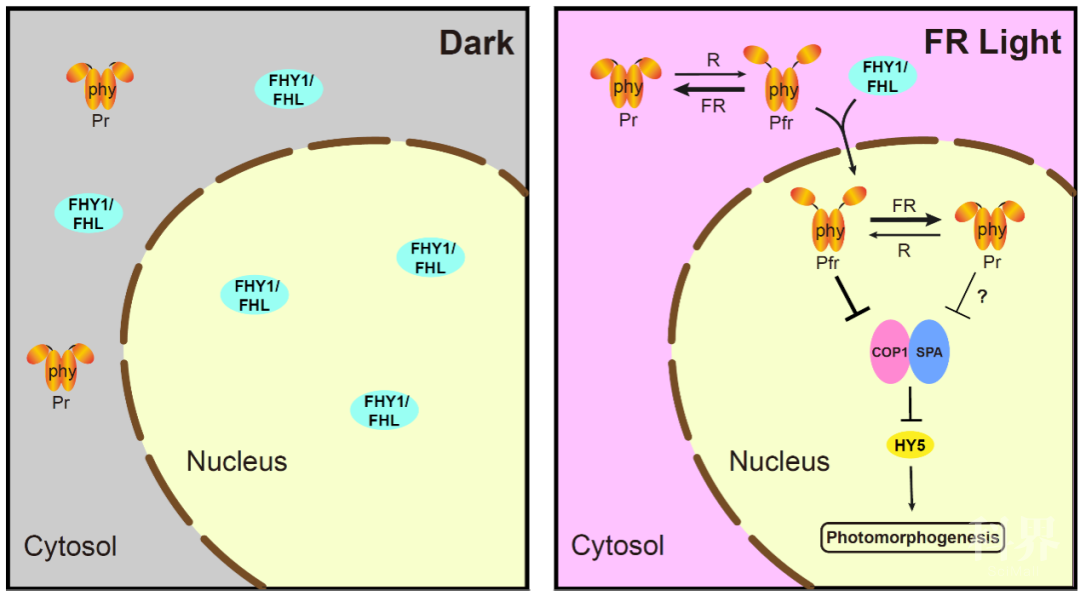 中国农业大学李继刚和合作者提出细胞核中的光敏色素pr形式可具有生物