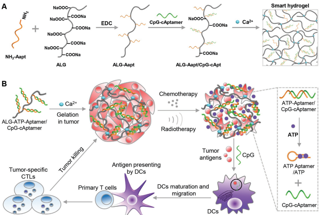 atp响应型智能水凝胶释放免疫佐剂协同化学疗法或放疗以增强抗肿瘤