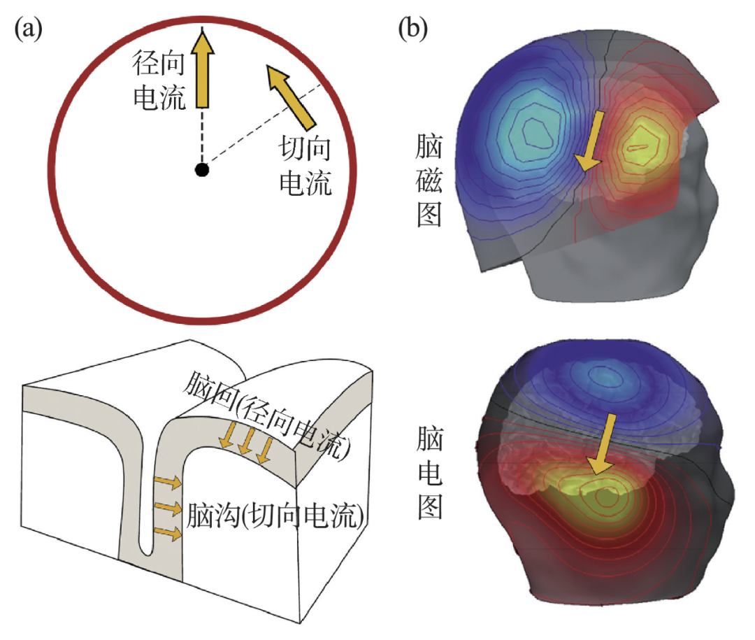 (a)大脑中两种典型的电流方向和相应脑部沟回位置;(b)脑磁图与脑
