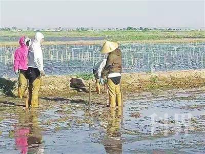 5月24日,宁夏大学盐碱地改良利用关键技术研究与示范科技创新团队成员在试验田进行插秧准备工作。王彬供图