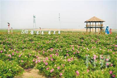 <p>　　同心县石狮开发区满春村圣峰玫瑰休闲农业观光园成为乡村旅游新去处。　</p>