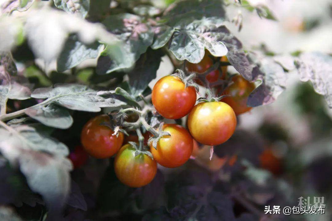 九大央媒齐聚包头，点赞宝藏之城！