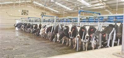 <p>    吴忠市富农奶牛养殖专业合作社的牛舍采用现代管理技术，助力奶牛养殖规模化发展。</p>