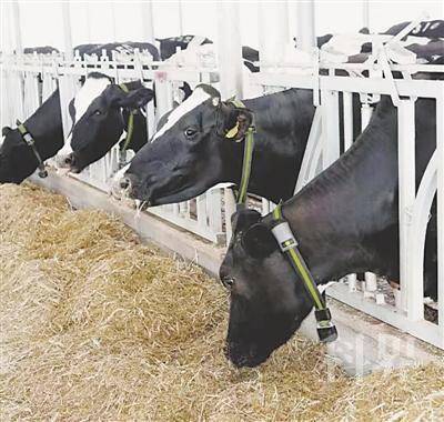 <p>    佩戴智能环的奶牛。（图片均由受访者提供）</p>