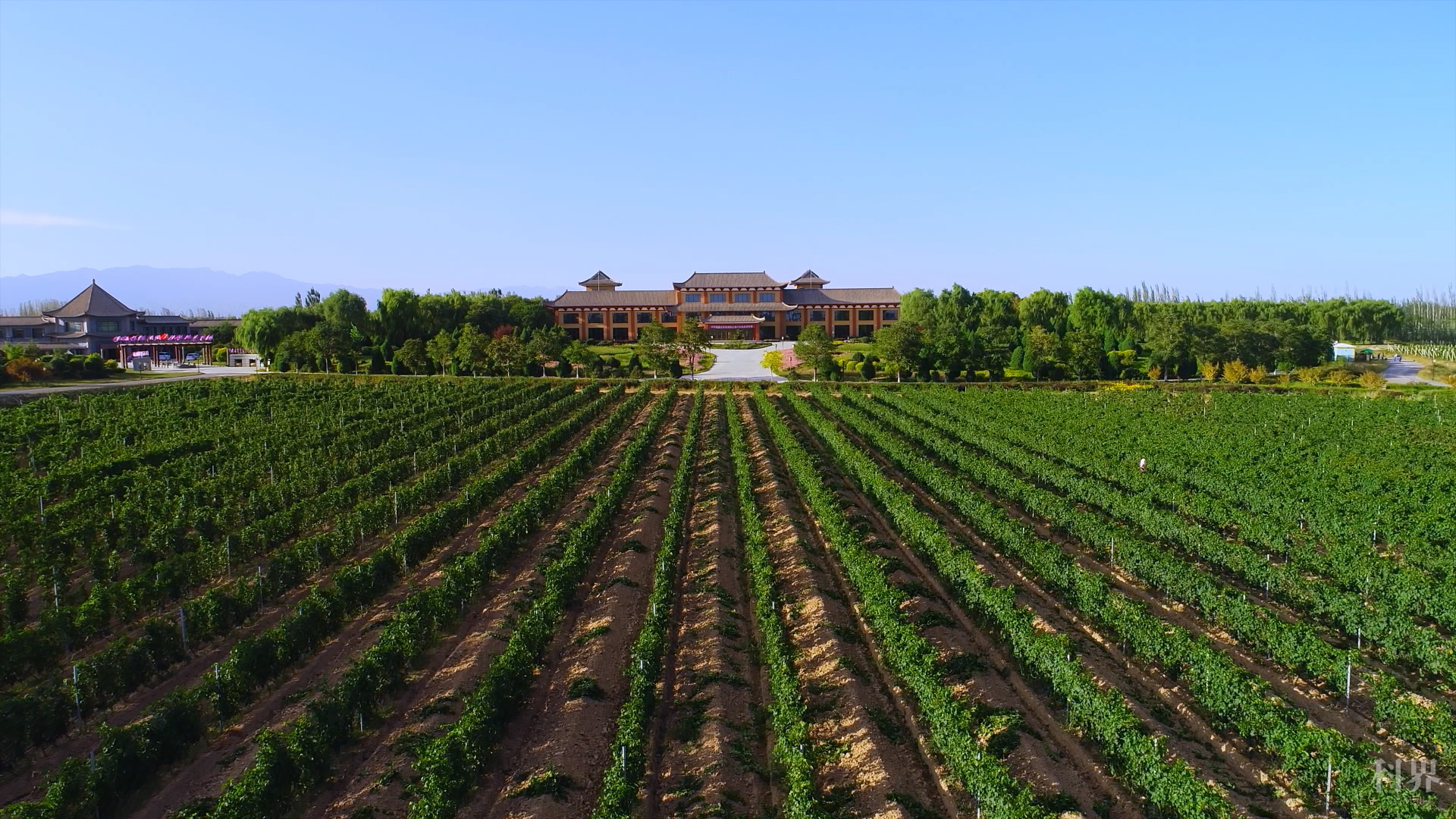 酒庄葡萄园.png