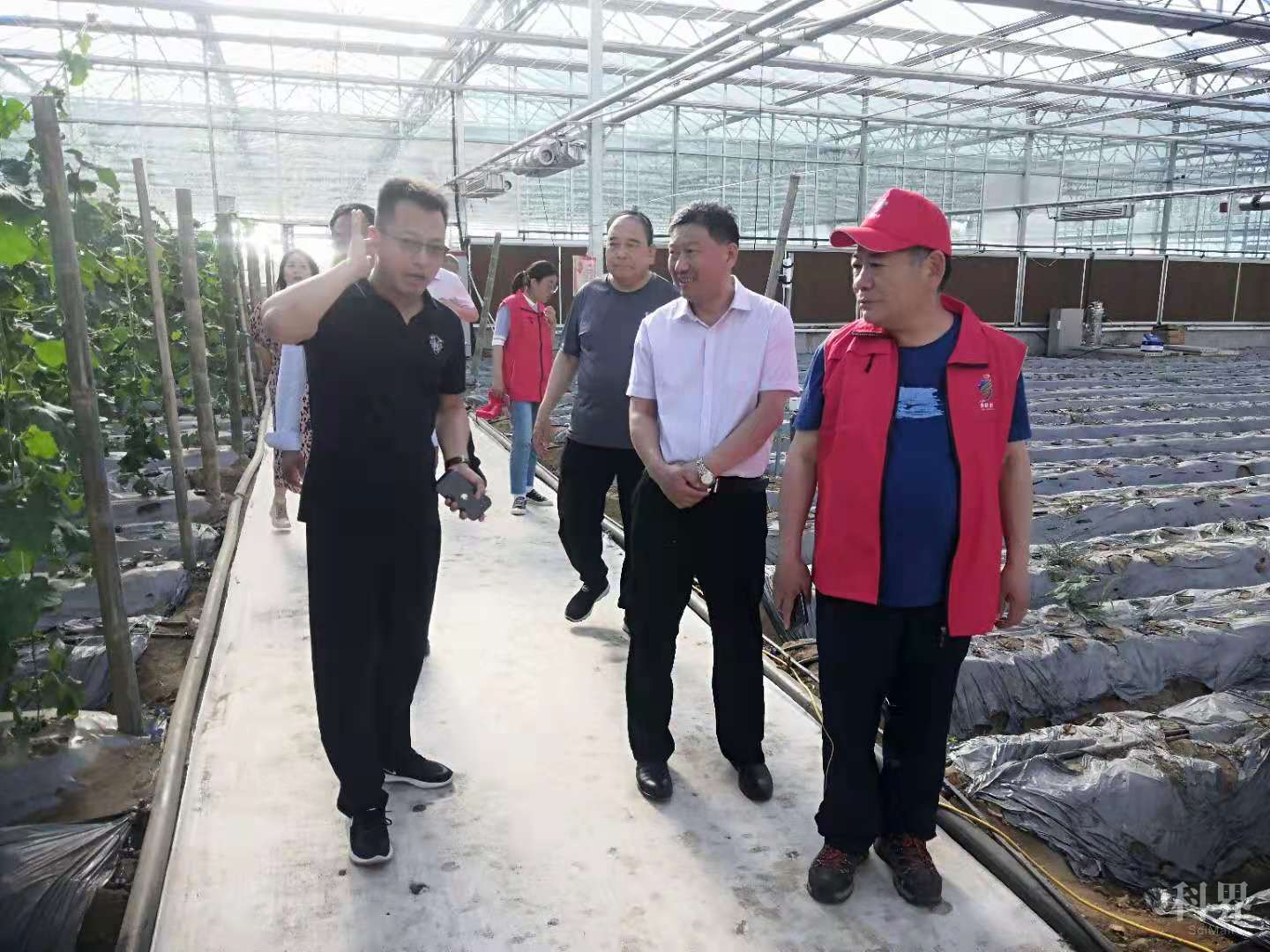 临沂市费县科协党支部邀请农业专家为果蔬种植户现场指导3.jpg