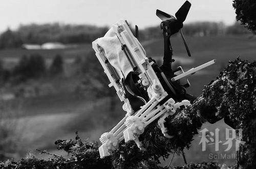 这架无人机有“脚”!科学家开发出机器鸟