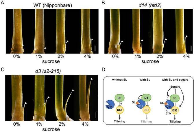 如何调控植物分枝?科学家发现关键机制