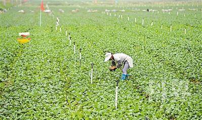 <p>    为促进水资源节约集约利用，提高农业综合生产能力，我区将加快推进高效节水农业发展，力争到2025年，全区新发展和改造提升高效节水农业300万亩。</p>