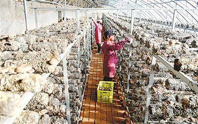 <p>　　大武口区星海镇隆惠村香菇种植基地，村民们采摘香菇。2021年，大武口区大力推动产业富民，改造提升安置区设施农业，促进村集体和农民收入同步提升。</p><p>　　本报记者　王晓龙　摄</p>