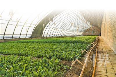 <p>　　2021年12月24日，使用高效节水灌溉设施的固原市原州区彭堡镇姚磨村的蔬菜大棚里绿意盎然。　　本报记者　陈瑶　摄</p>