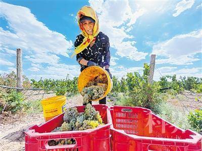 <p>　　2021年9月9日，西鸽酒庄酿酒葡萄基地，果农将一串串成熟的葡萄放进筐里。采摘是整个榨季的开始，也是葡萄酒酿造环节的第一道筛选。</p>