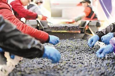 <p>　　一颗颗紫色的葡萄经过工人们的精挑细选后进入酿酒间。</p>