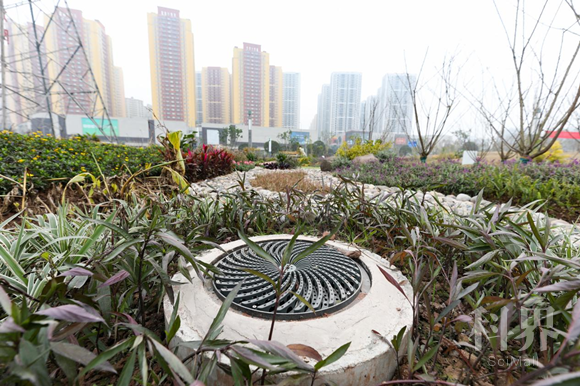 海绵城市雨水生态系统。通讯员 郭志如 摄