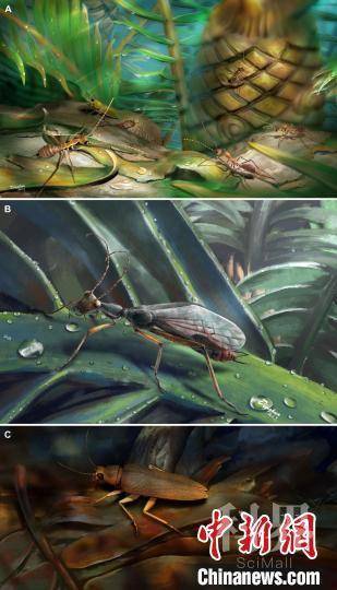 古生物学家在缅甸琥珀中发现最古老的蚂蚁模仿者