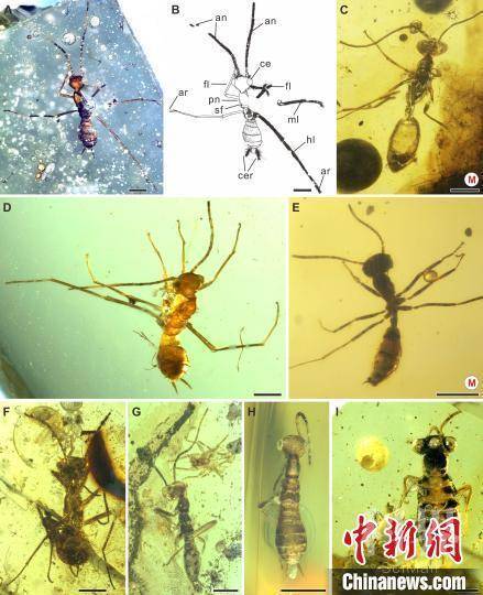奇翅科若虫和蜂蚁标本照片，右侧标M的为蜂蚁。　南古所 供图